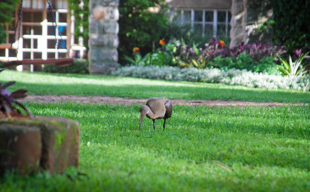 Amani Gardens Inn Ναϊρόμπι Εξωτερικό φωτογραφία